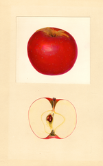 Apples, Faurot (1938)