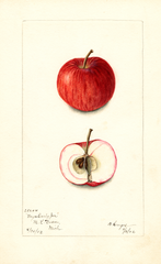 Apples, Fays Early Joe (1902)