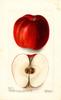 Apples, Florence (1902)