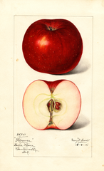 Apples, Florence (1915)