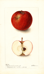 Apples, Flushing Spitzenburg (1899)
