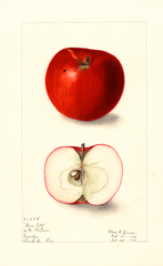 Apples, Gem City (1908)