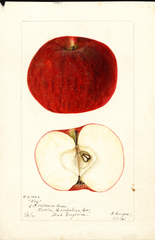 Apples, Loy (1901)