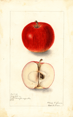 Apples, Collins (1906)