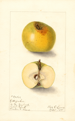 Apples, Kittagaskee (1905)