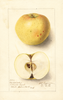 Apples, Knickerbocker (1906)
