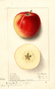 Apples, Jonathan (1912)