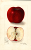 Apples, Kinnard (1910)