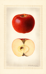 Apples, Kinnard (1925)