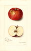 Apples, Glenlock (1912)