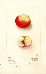 Apples, Lady (1910)