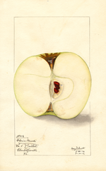 Apples, Gloria Mundi (1912)