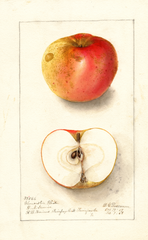 Apples, Gloucester White (1908)