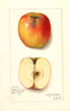 Apples, Lansingburg (1912)