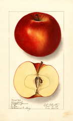 Apples, Lawver (1910)