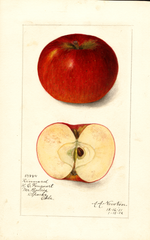 Apples, Kinnard (1912)