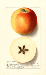 Apples, Hyde King (1913)