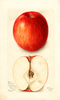 Apples, Johnsonite (1904)