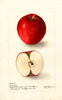 Apples, Jonathan (1905)