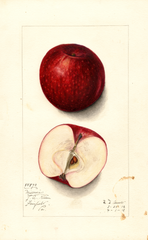 Apples, Missouri Pippin (1912)