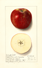 Apples, Jonathan (1913)
