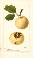 Apples, July Sour (1894)