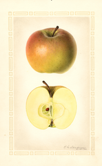 Apples, Keeper (1926)
