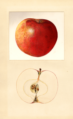 Apples, Milton (1934)