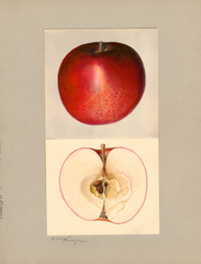 Apples, Milton (1935)