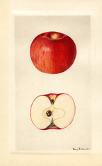 Apples, Missouri Pippin (1928)