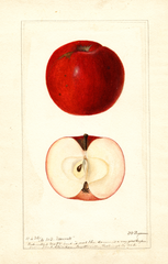 Apples, Morrell