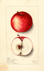 Apples, Liveland Raspberry (1912)