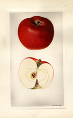 Apples, Lobo (1929)