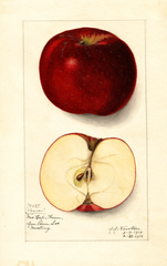 Apples, Logan (1914)