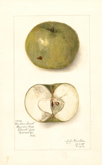 Apples, London Sweet (1910)