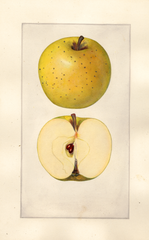 Apples, Lowell (1925)