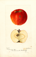 Apples, Nero (1894)
