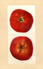 Apples, Newfane (1939)