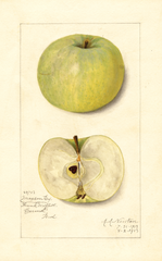 Apples, Maxson Early (1913)