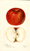 Apples, Loy (1895)