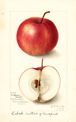 Apples, Lubsk (1909)
