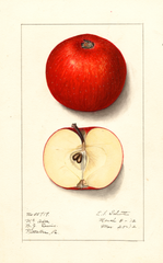 Apples, Mcafee (1912)