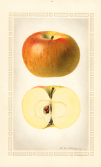 Apples, Mccord (1924)