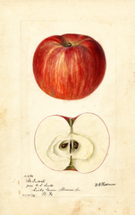 Apples, Mcintosh (1895)