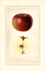 Apples, Mcintosh (1930)