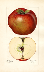 Apples, Lord Stradbroke (1920)