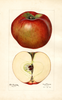 Apples, Lord Stradbroke (1920)
