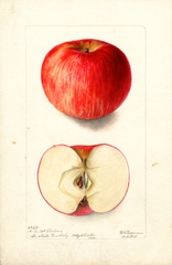 Apples, Mcclellan (1901)