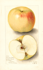 Apples, Mcmahon (1906)
