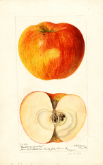 Apples, Meissner Winter (1896)
